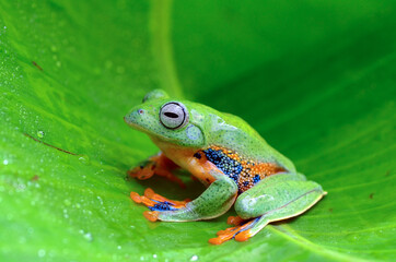 Green tree frog inside a banana leaf