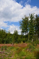 Sonnig sommerliche  Naturaufnahme im Wald unter blauem Himmel mit weißen Wolken