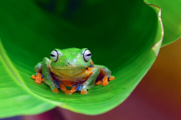 Green tree frog inside a banana leaf