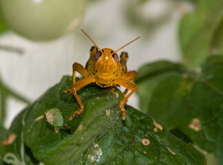 Grasshopper on tomato plant closeup.