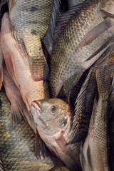 fresh fish on the market. shot at Bhigwan in Pune on 11 jan 2019.