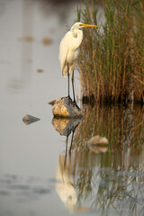Great Egret at Asker Marsh and reflection on water, Bahrain