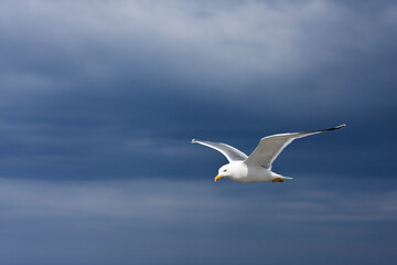 Fototapeta na wymiar Seagull soaring in front of a dark blue cloudscape