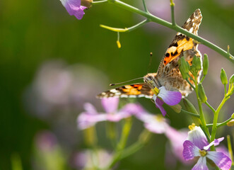 Painted lady butterfly taking nectar from a flower,  Bahrain