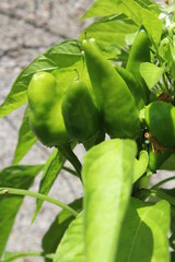 Pianta di peperoncini piccanti verdi - natura