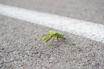 Drohende Gottesanbeterin auf Landstraße