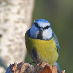blue tit bird near feeder,winter time in Czech republic