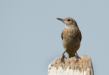 Rufous-tailed rock thrush perched on a wooden log