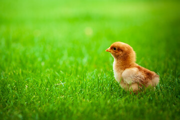 Baby easter chicken copy space background in outdoor lawn or grass.