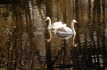 Swan on the lake, reflection, pond in the park, birds