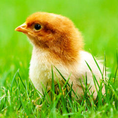 Fluffy chicken on spring grass with selective focus. Easter