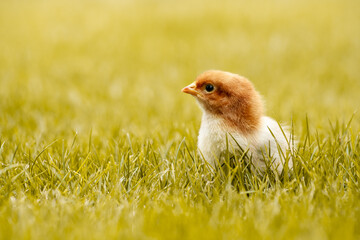 Baby easter chicken copy space background in outdoor lawn or grass.