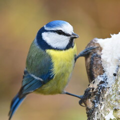 blue tit bird near feeder,winter time in Czech republic