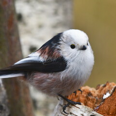 Long-tailed tit or long-tailed bushtit (Aegithalos caudatus) in Czech nature © gallas