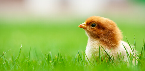 Banner show baby easter and newborn chicken