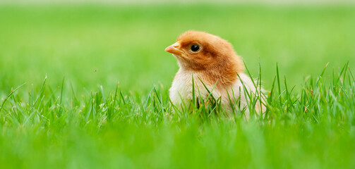 Banner show baby easter and newborn chicken
