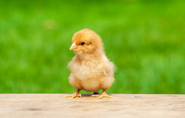  chick on wooden table with light nature backdrop. Single easter bird