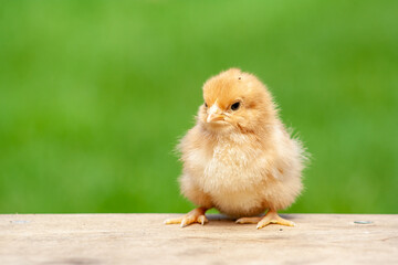  chick on wooden table with light nature backdrop. Single easter bird
