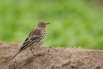 Red-throated pipit on a mound, Bahrain