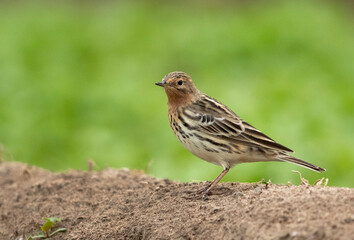 Red-throated pipit perched on mound in a farm, Bahrain