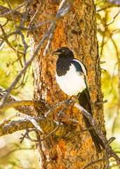 Naklejka premium A magpie perched on a pine tree branch in Rocky Mountain National Park, Colorado.