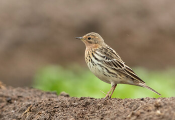 Fototapeta premium Closeup of Red-throated pipit perched on ground, Bahrain