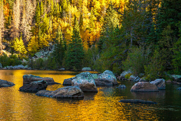 Aspen trees showing peak fall color reflected in Bear Lake, Rocky Mountain National Park, Colorado. © Bob