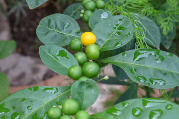 Yellow fruit stand out from green fruits. Rain water drops on tiny fruits/seeds and leaves of...