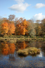 Fototapeta na wymiar Autumn landscape water scene with orange trees and reflections