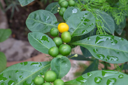 Yellow fruit stand out from green fruits. Rain water drops on tiny fruits/seeds and leaves of Acronychia pedunculata plant. 