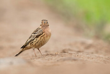 Red-throated pipit looking towards camera, Bahrain