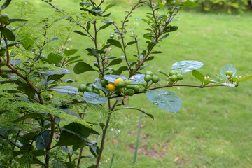 Beautiful yellow and green lemon fruits on a small plant.
