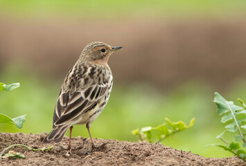 Red-throated pipit with feather details, Bahrain