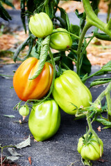 Ripening organic tomatoes in a greenhouse, selective focus.