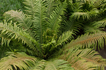 Fototapeta na wymiar fern bushes grow in the garden