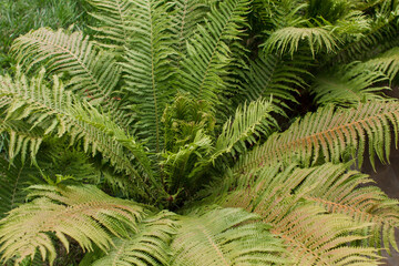 fern bushes grow in the garden