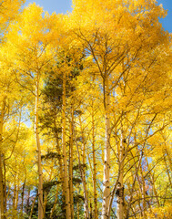 A aspen tree forest in the autumn seasion, showing peak fall color, Rocky Mountain National Park, Colorado.