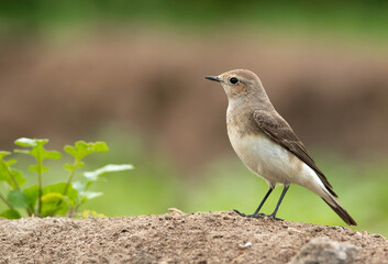 Pied wheatear in 1st winter plumage, Bahrain