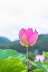 有賀古代ハス園の古代ハス