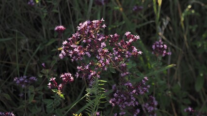 Obraz premium Purple flowers of origanum vulgare or common oregano, wild marjoram. Sunny day