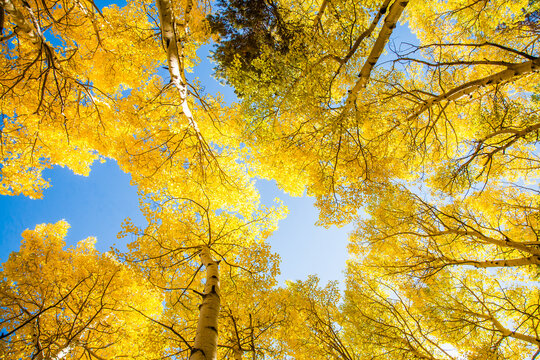 A aspen tree forest in the autumn seasion, showing peak fall color, Rocky Mountain National Park, Colorado.