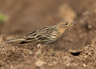 Red-throated pipit holding a prey in mouth, Bahrain