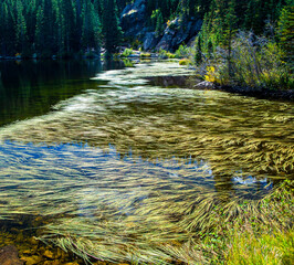 Water grass growing in Bear Lake, Rocky Mountain National Park, olorado.