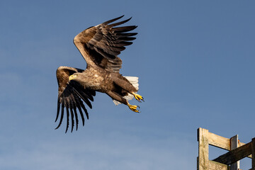 Departure of a sea eagle