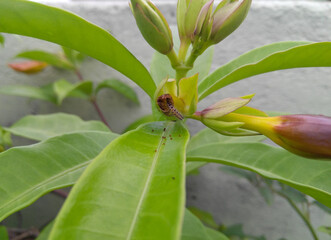 Obraz premium green bug on a leaf