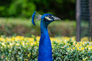 Obraz premium Peacock, side profile.