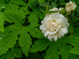 white rose in the garden