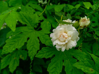 white roses in garden