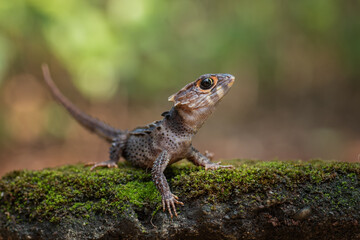 Crocodile skink