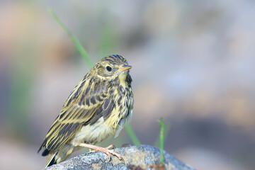 little wagtail bird chick, wildlife bird sitting on a stone